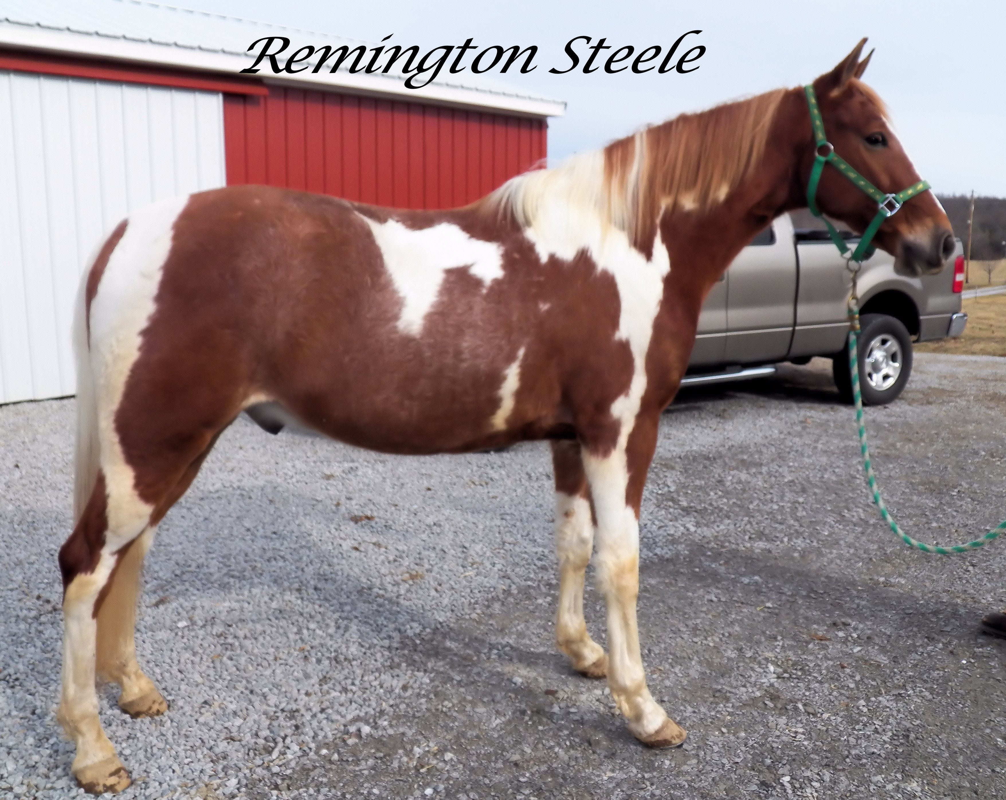 Horses For Sale Horses For Sale