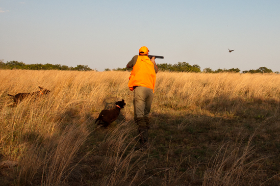 quail hunting pants
