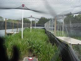 WingSportDepot - A Wing Shooting Experiance