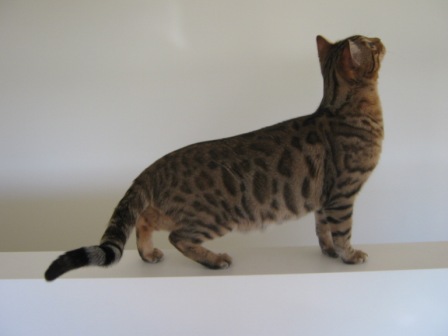 Benchmark - Long muscular body and open rosettes