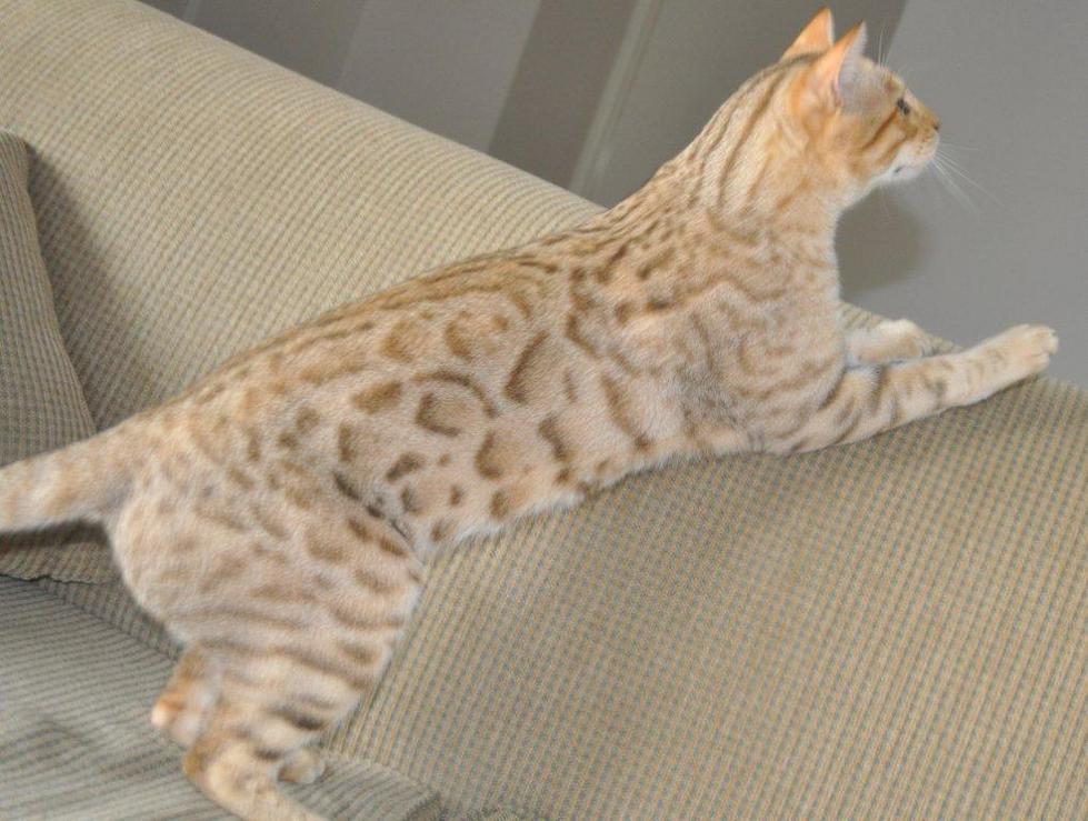 Kinglake Iago - Sepia, open rosettes, muscular thick neck