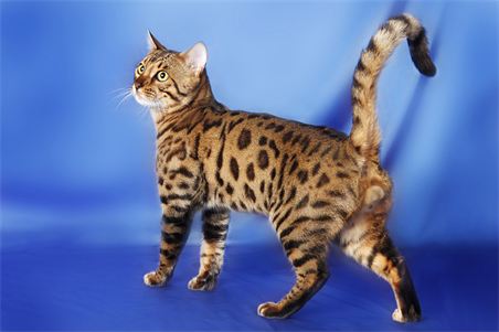 Kinglake Bengals - Bengal Studs - cats and kittens for sale Queensland