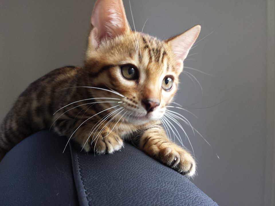 Kinglake Bengals bengal kittens for sale Gold Coast Australia