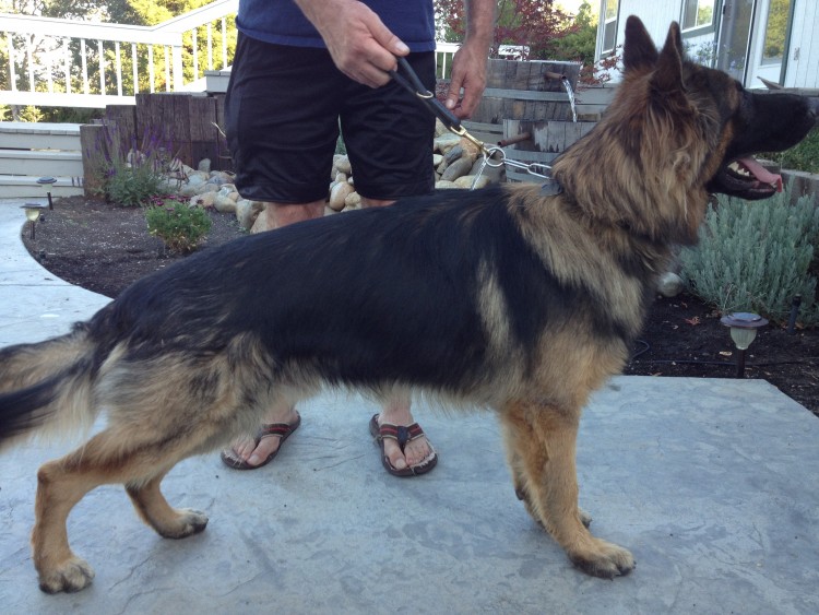 sable german shepherd stuffed animal