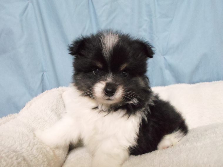 bearface poms puppies