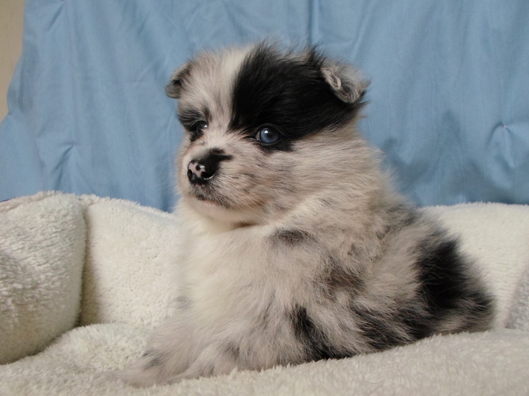 bearface poms puppies