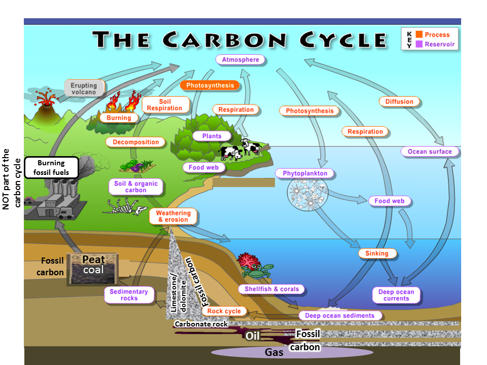 The cycle карта ресурсов