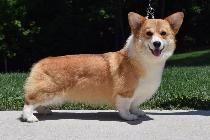 Corgi Puppies For Sale In Ohio - All You Need Infos