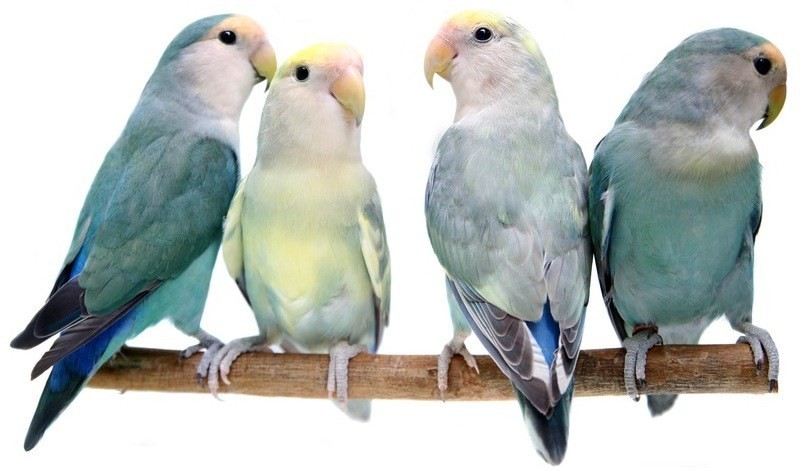 Tampalovebirds