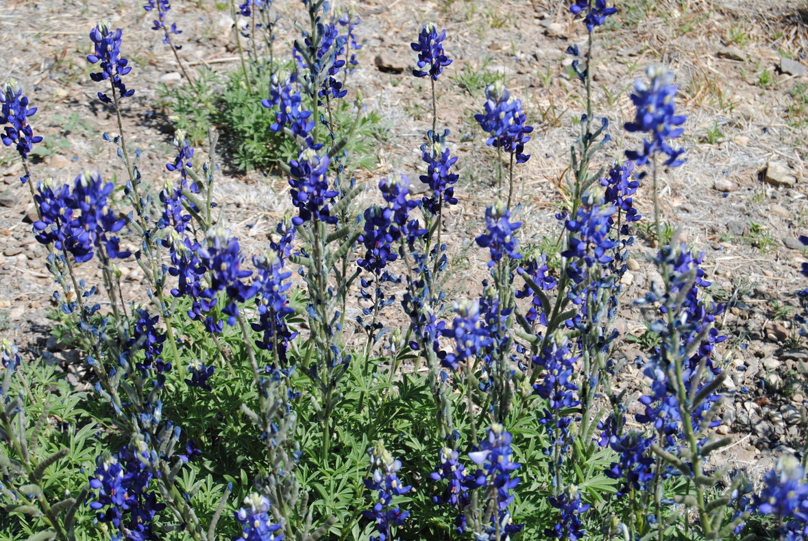 Texas Flowers