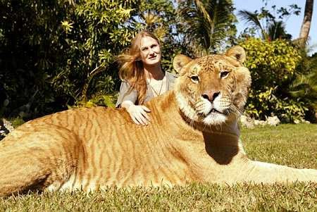 The Largest Tiger of the World