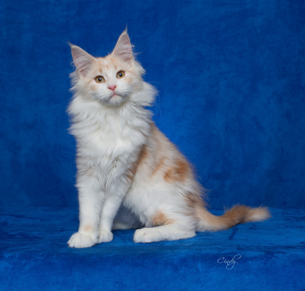 30 Best Pictures Maine Coon Cat Breeders New England : Big Meow Maine Coon cat breeder in Conyers, Georgia