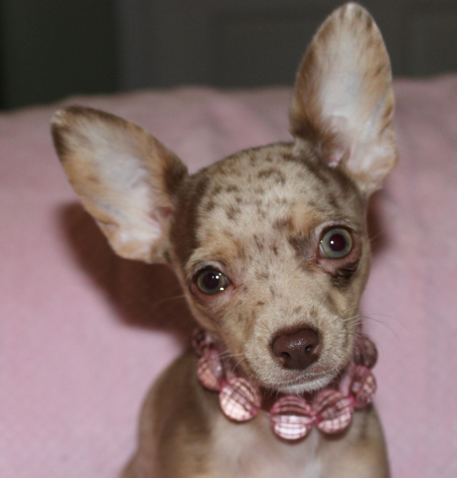 Chocolate merle outlet chihuahua for sale