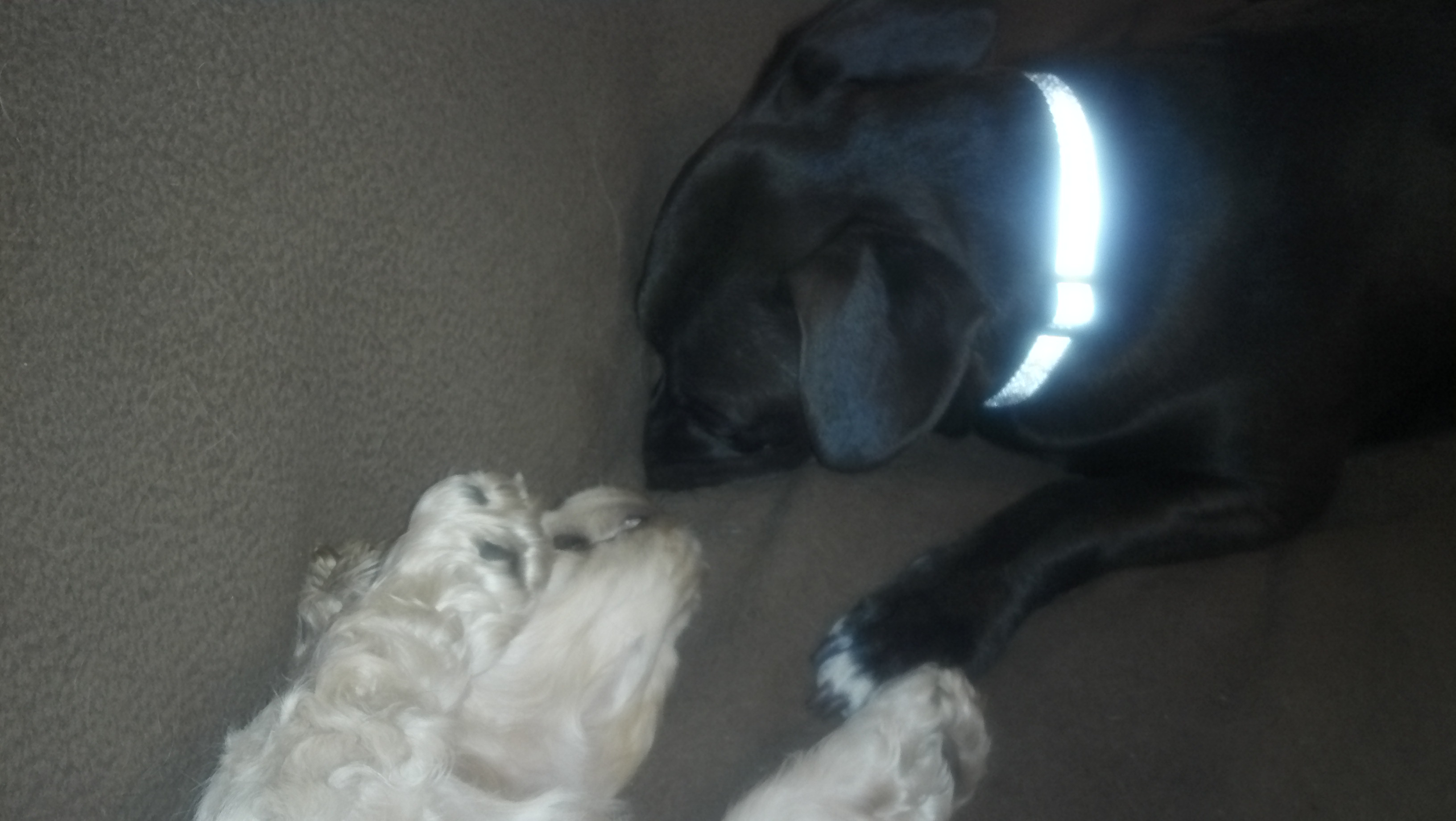 About Us Awesome Paws Pet Sitting Sit or Stay Pet Care