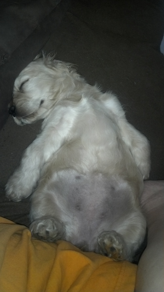 About Us Awesome Paws Pet Sitting Sit or Stay Pet Care