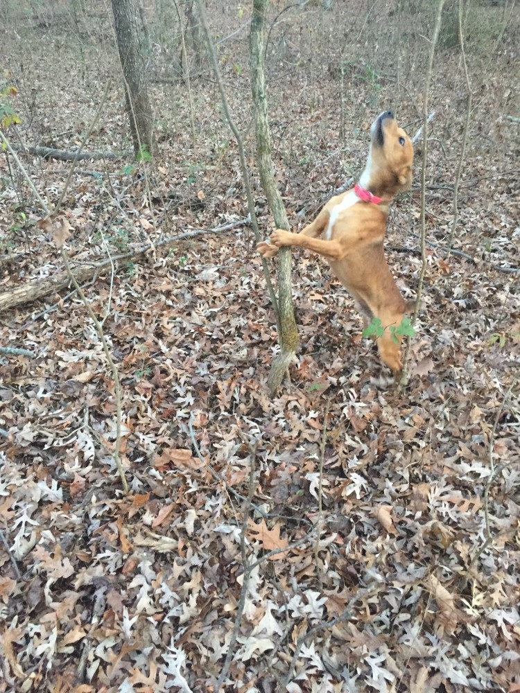 Squirrel dog discount training pen