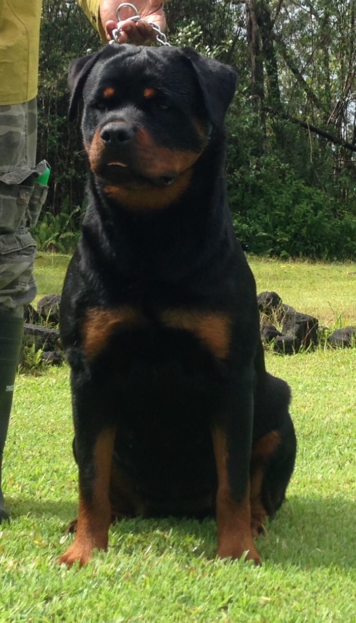 rottweiler hawaii rottweiler breeders puppies hawaii rottweilers breeder rottweiler hawaii rottweiler breeders puppies hawaii rottweilers breeder