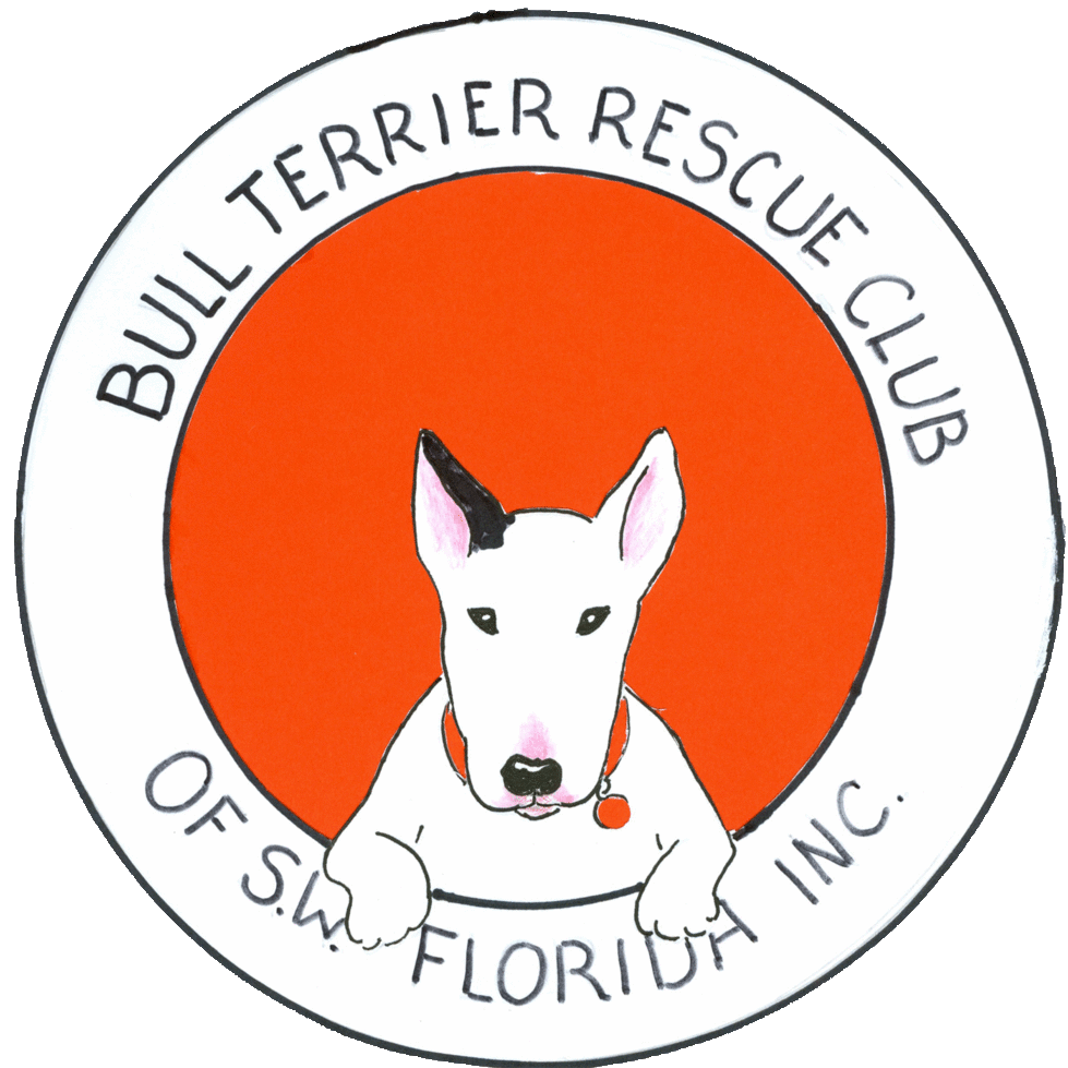 adopt a bull terrier rescue