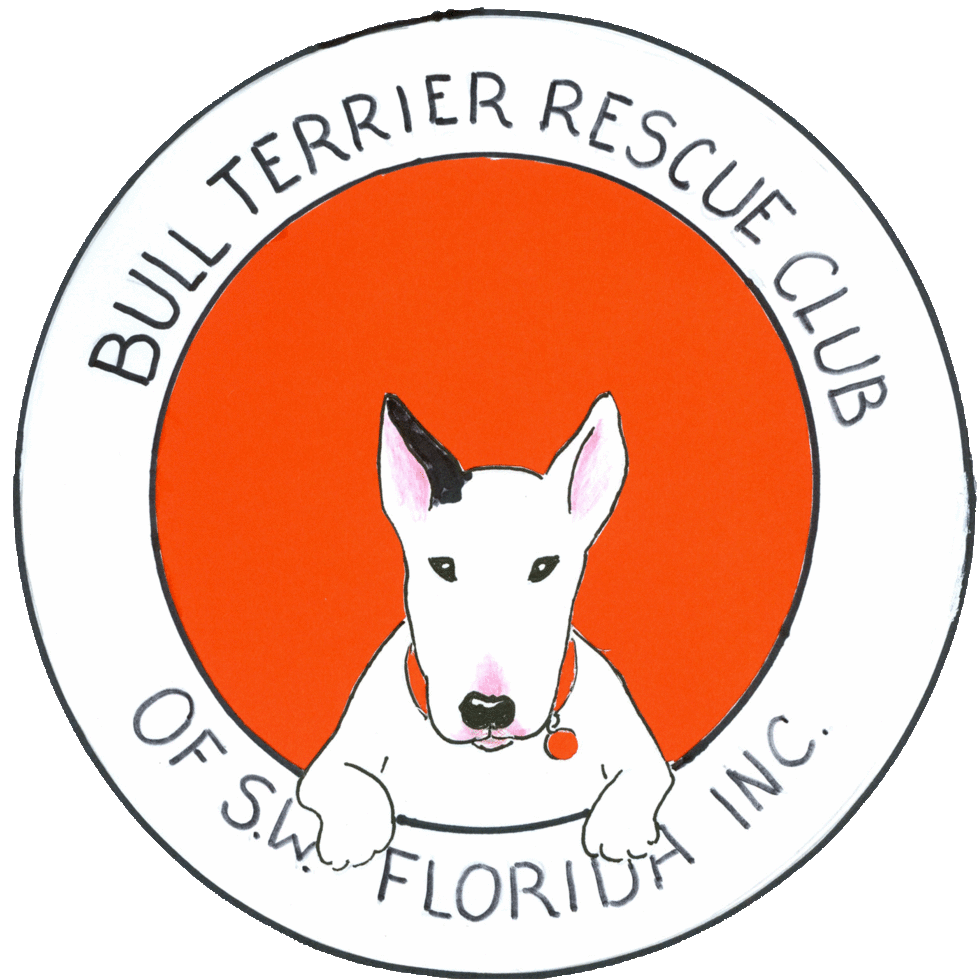 bull terrier rehoming