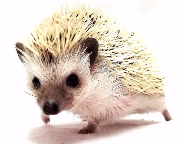 Hedgehog care