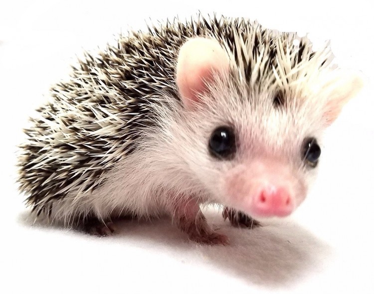 Hedgehogs as pets