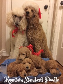 Mountain Standard Poodle 