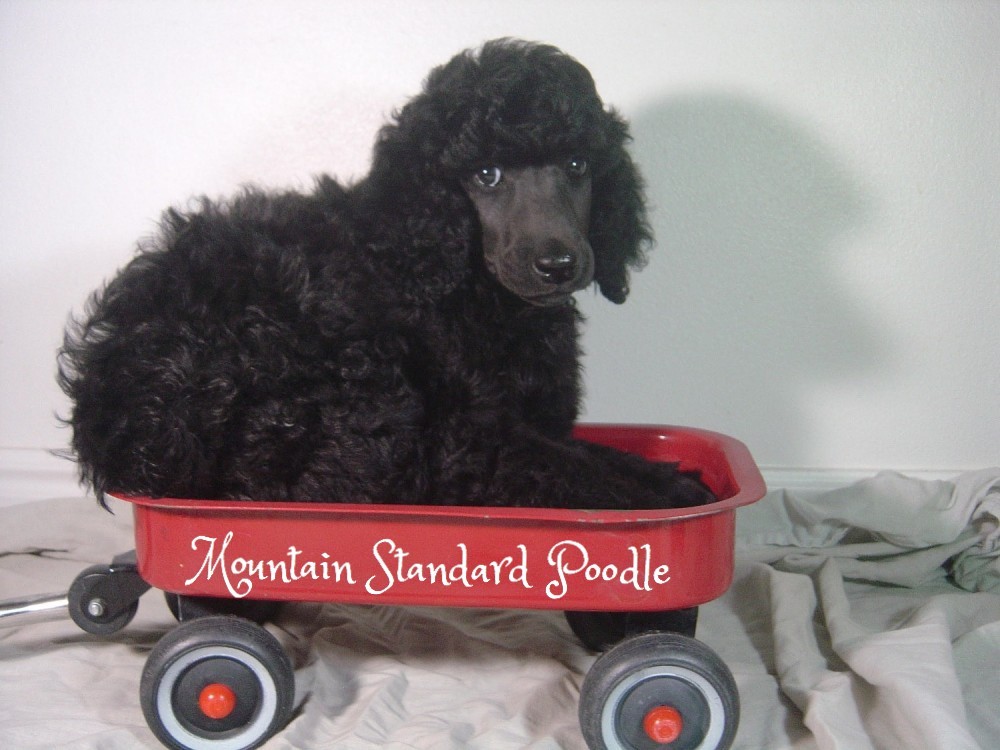 Mountain Standard Poodle-Standard poodle puppies for sale