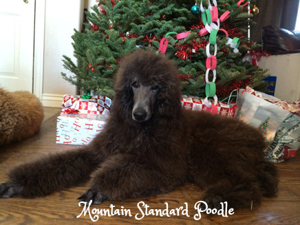 Mountain Standard Poodle 