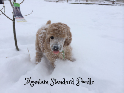 Mountain Standard Poodle 