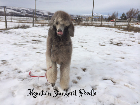 Mountain Standard Poodle 