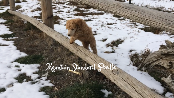 Mountain Standard Poodle 