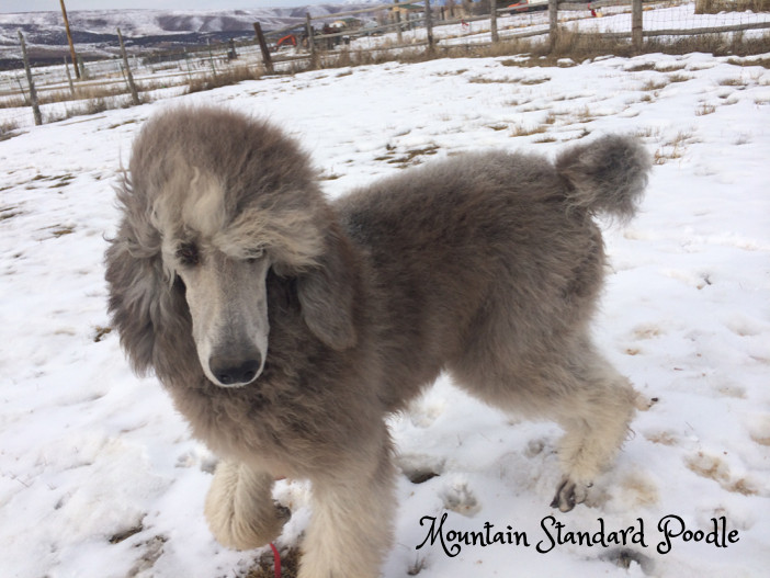 Mountain Standard Poodle 