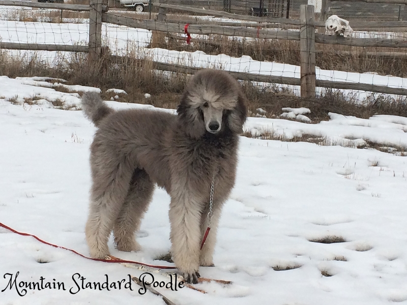 Mountain Standard Poodle 