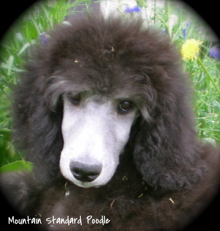 Photo album of standard poodle puppies we have red blue silver and