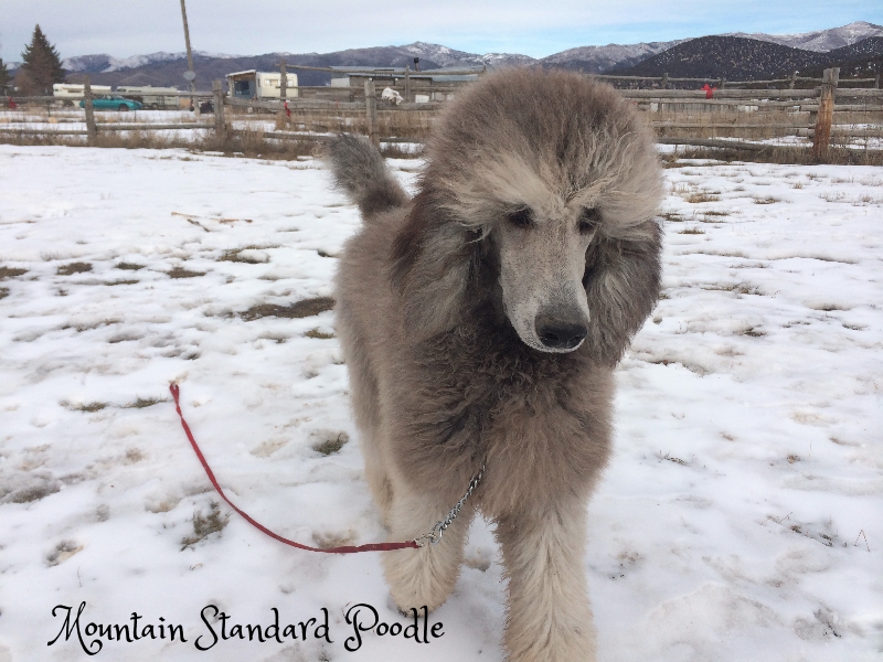 Mountain Standard Poodle 