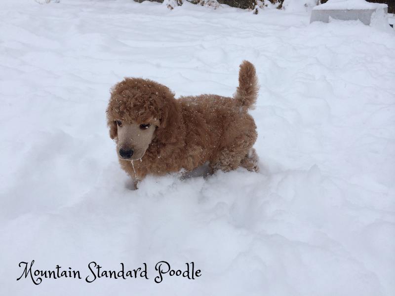 Mountain Standard Poodle 