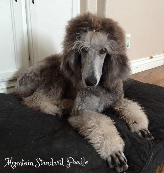 Mountain Standard Poodle 