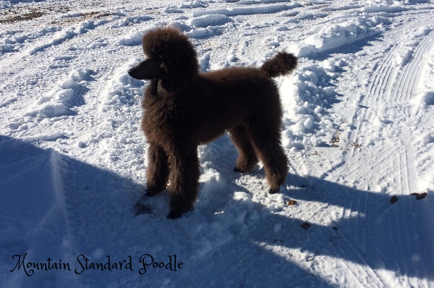 Mountain Standard Poodle 