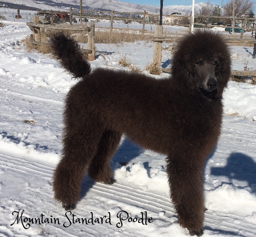 Mountain Standard Poodle 