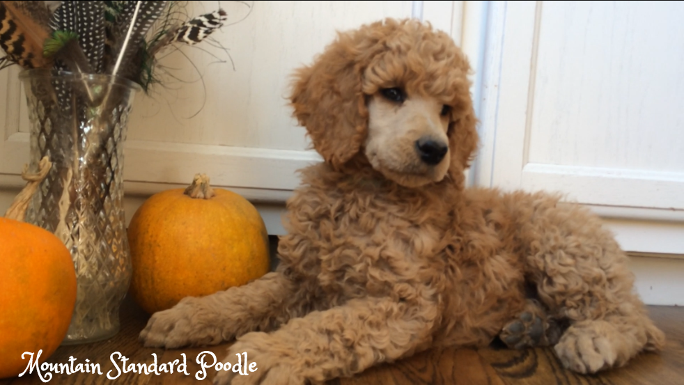 standard poodle