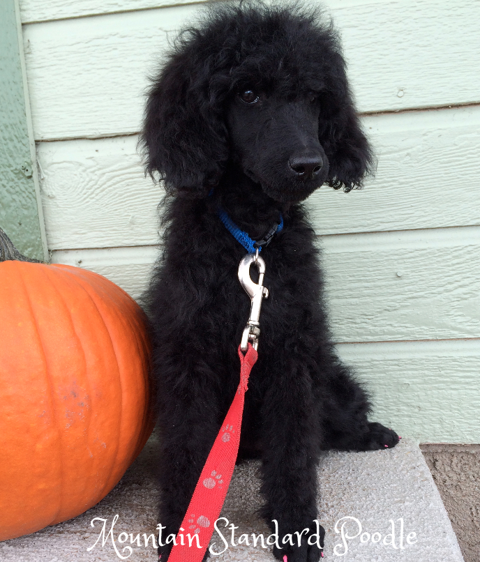 Mountain Standard Poodle