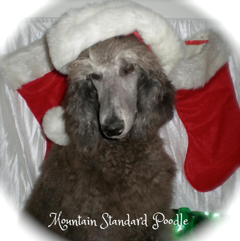 Mountain Standard Poodle 