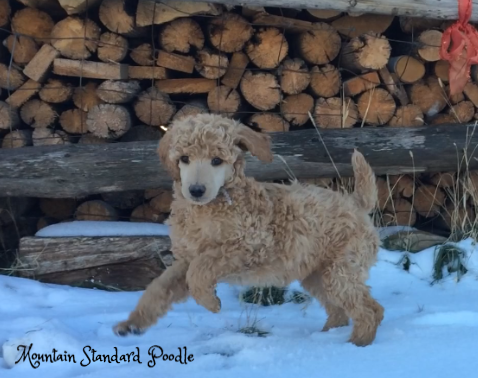 Mountain Standard Poodle 