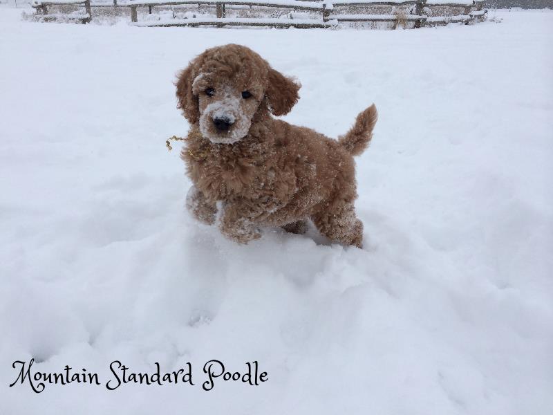 Mountain Standard Poodle 