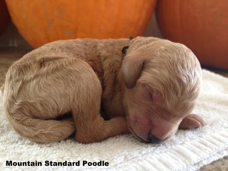 Mountain Standard Poodle