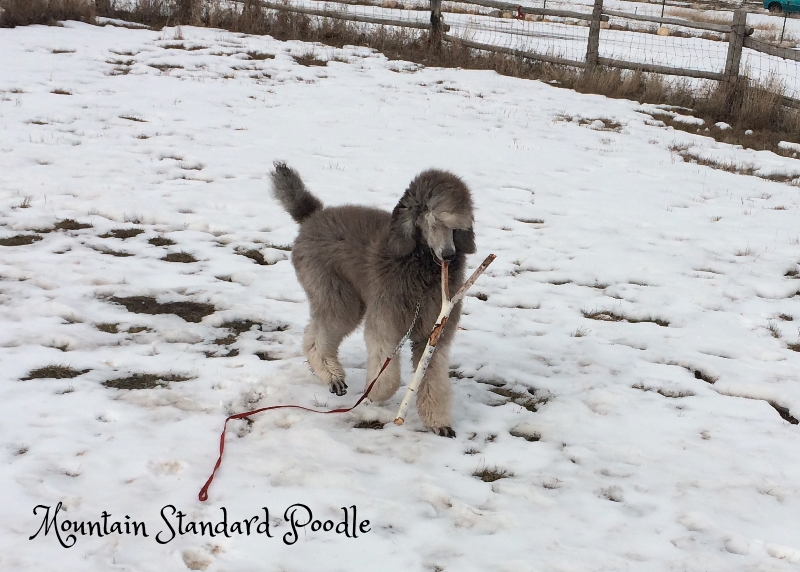 Mountain Standard Poodle 