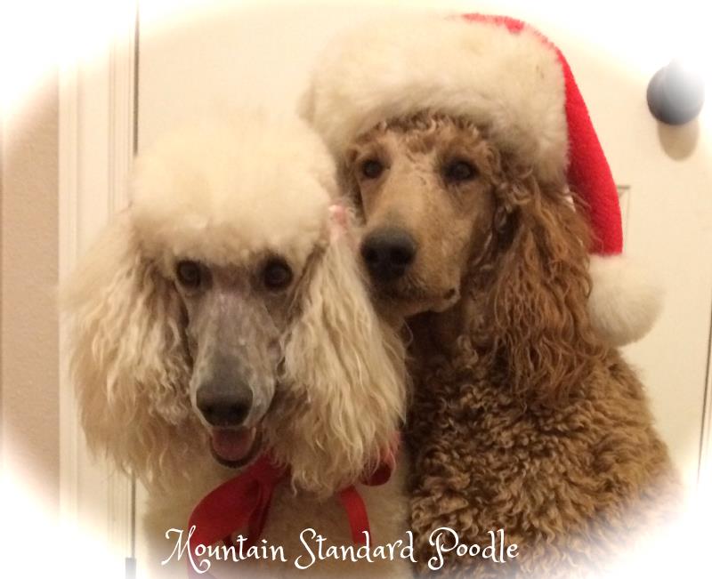 Mountain Standard Poodle Christmas 