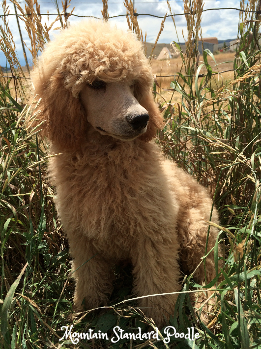 Mountain Standard Poodle