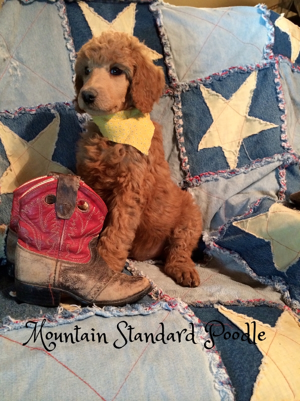 Mountain Standard Poodle