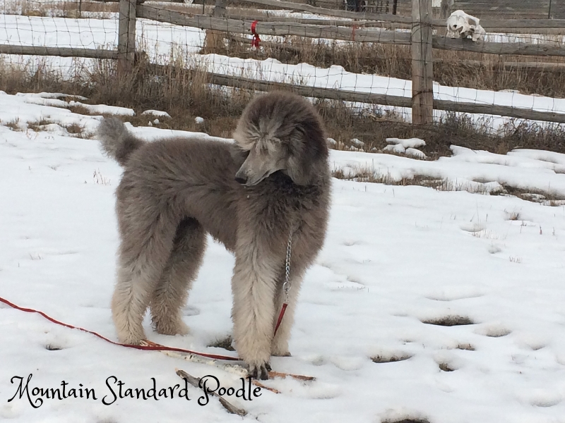 Mountain Standard Poodle 